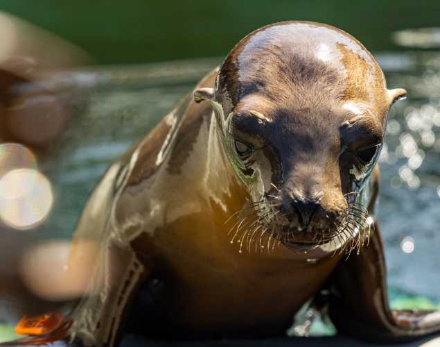 California sea lion