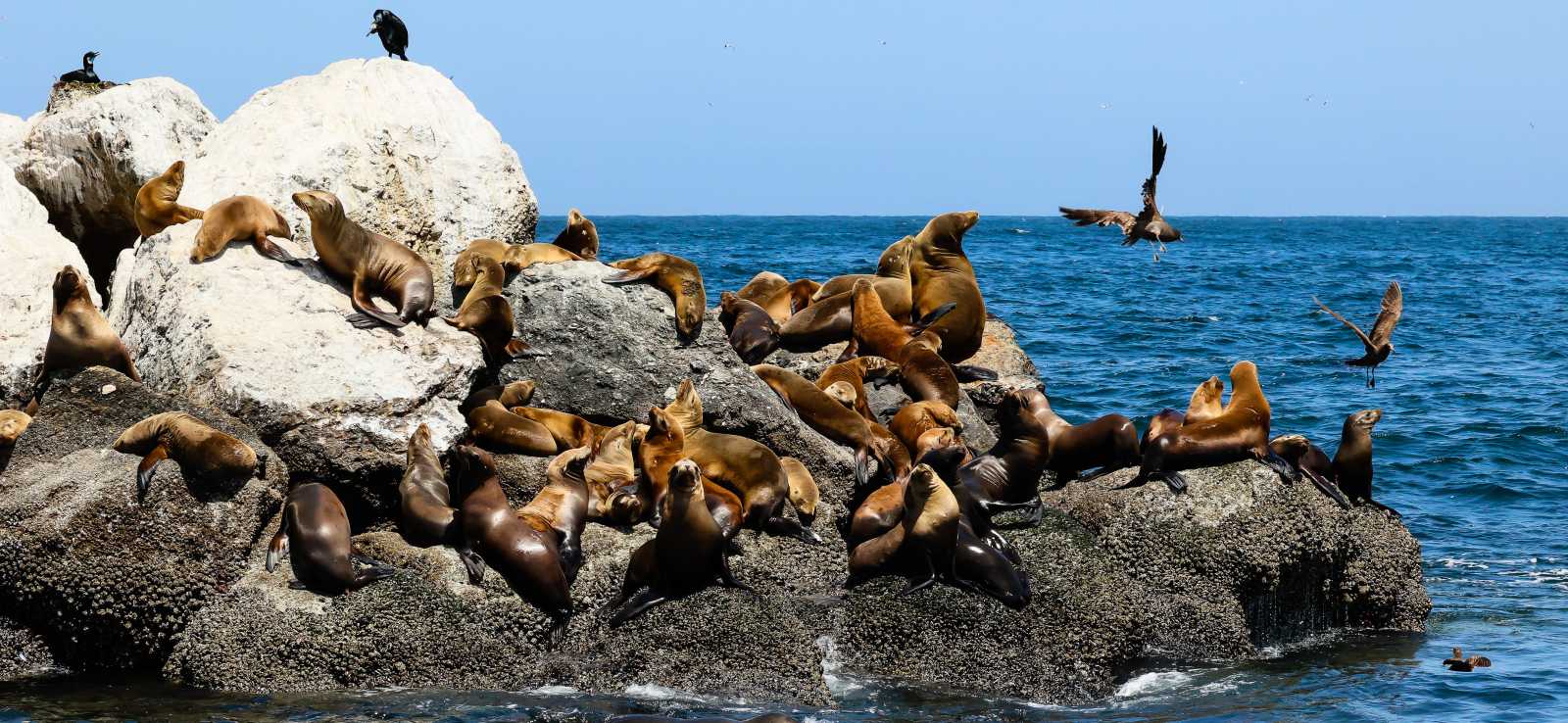 California sea lions on a rock in the ocean
