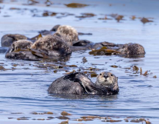 Otters