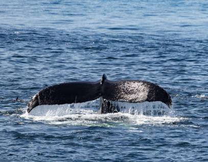 humpback whale tail