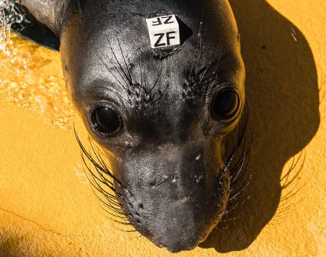 elephant seal Morty
