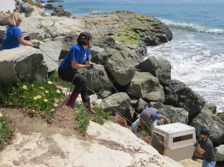 Four marine mammal response volunteers pull an animal carrier up a rocky shoreline.