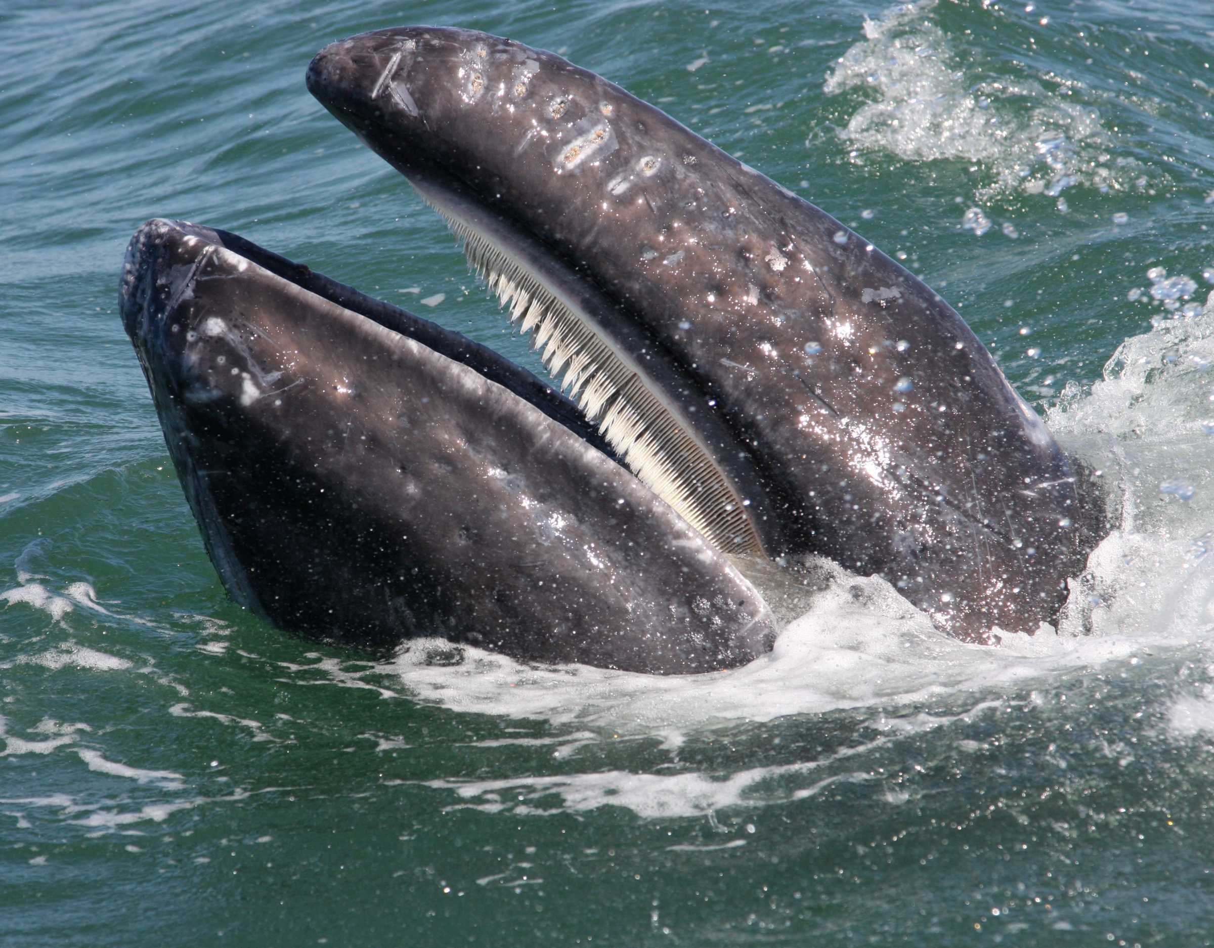 gray whale showing off its baleen
