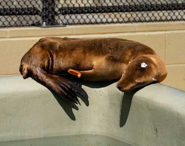 California sea lion