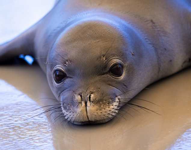 Why Are Monk Seals Endangered