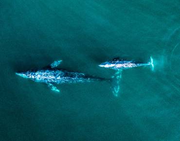 a gray whale mother and calf seen from above