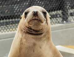 California sea lion Seadog