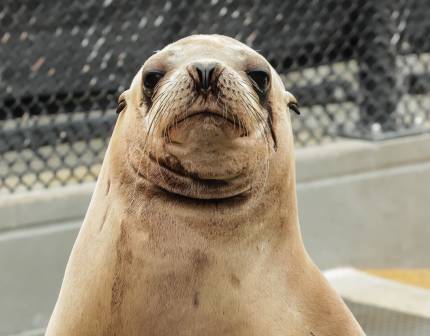 California sea lion Seadog