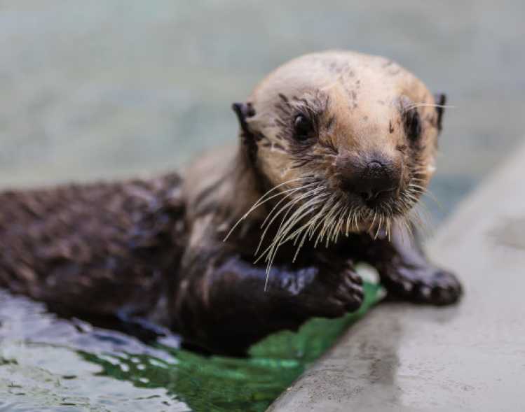 sea otter pup