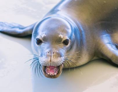 Adopt a Seal The Marine Mammal Center