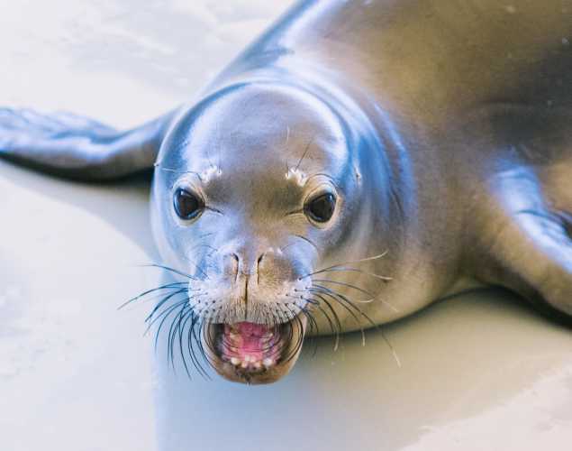 Hawaiian monk seal Maka Kilo