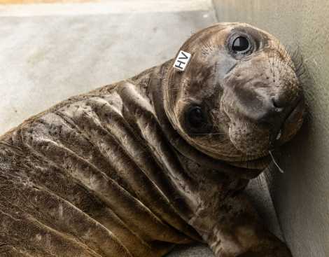 elephant seal pup Horseshoe