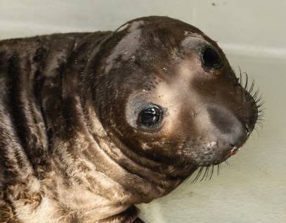 elephant seal Stoffle