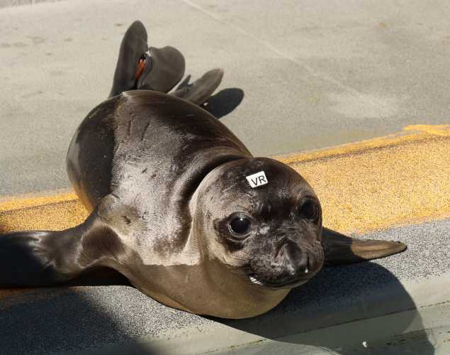 elephant seal Vapor