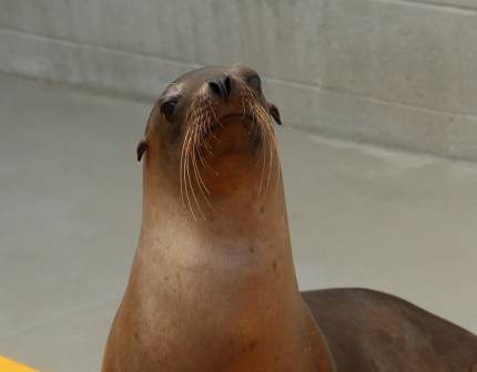 California sea lion Zostera