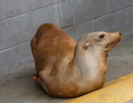 skijump california sea lion