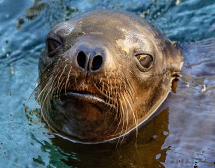 sea lion chevre