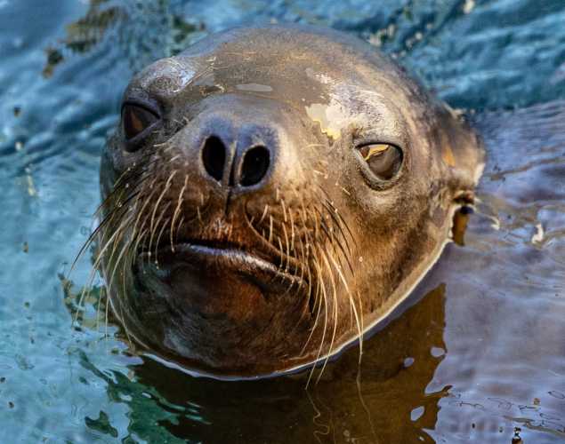 sea lion chevre