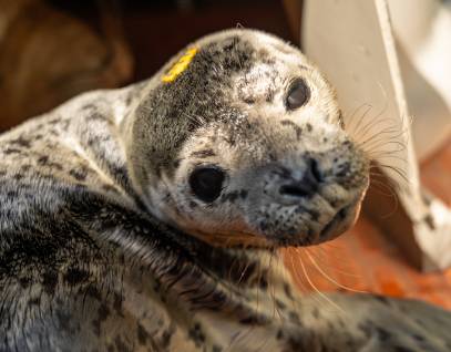 Pacific harbor seal