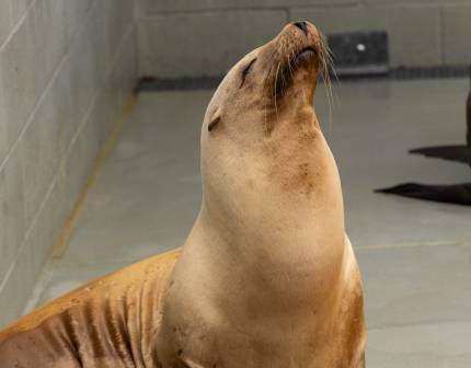 sea lion fiocchetti