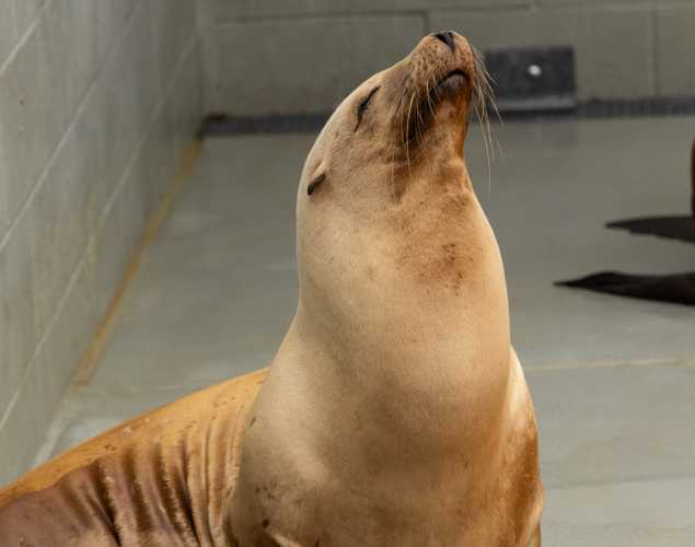 sea lion fiocchetti