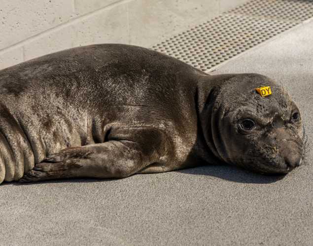 elephant seal