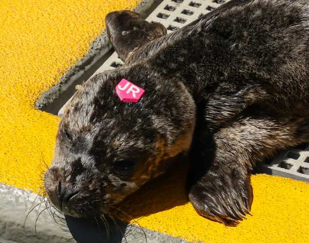 harbor seal Ricotta