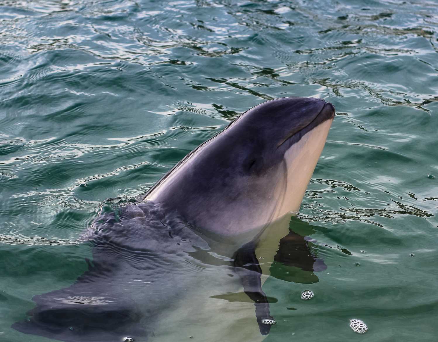 Harbor Porpoise The Marine Mammal Center