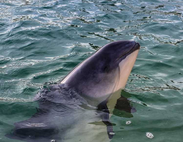 The Marine Mammal Center | Harbor Porpoise