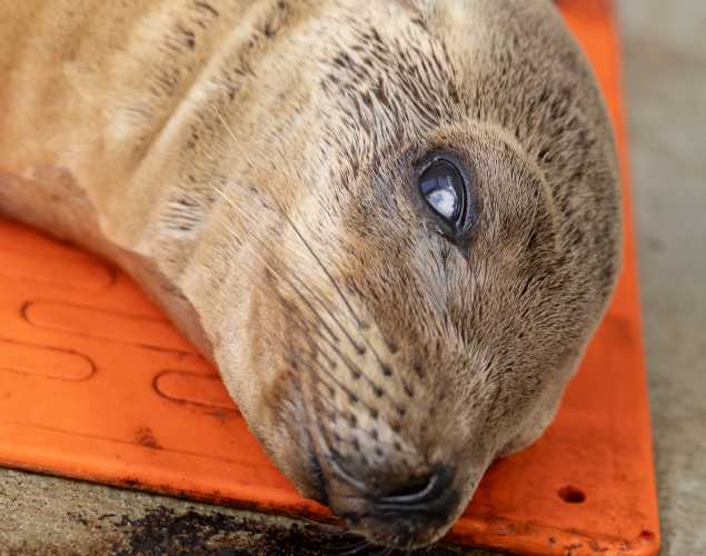California sea lion Sludgie