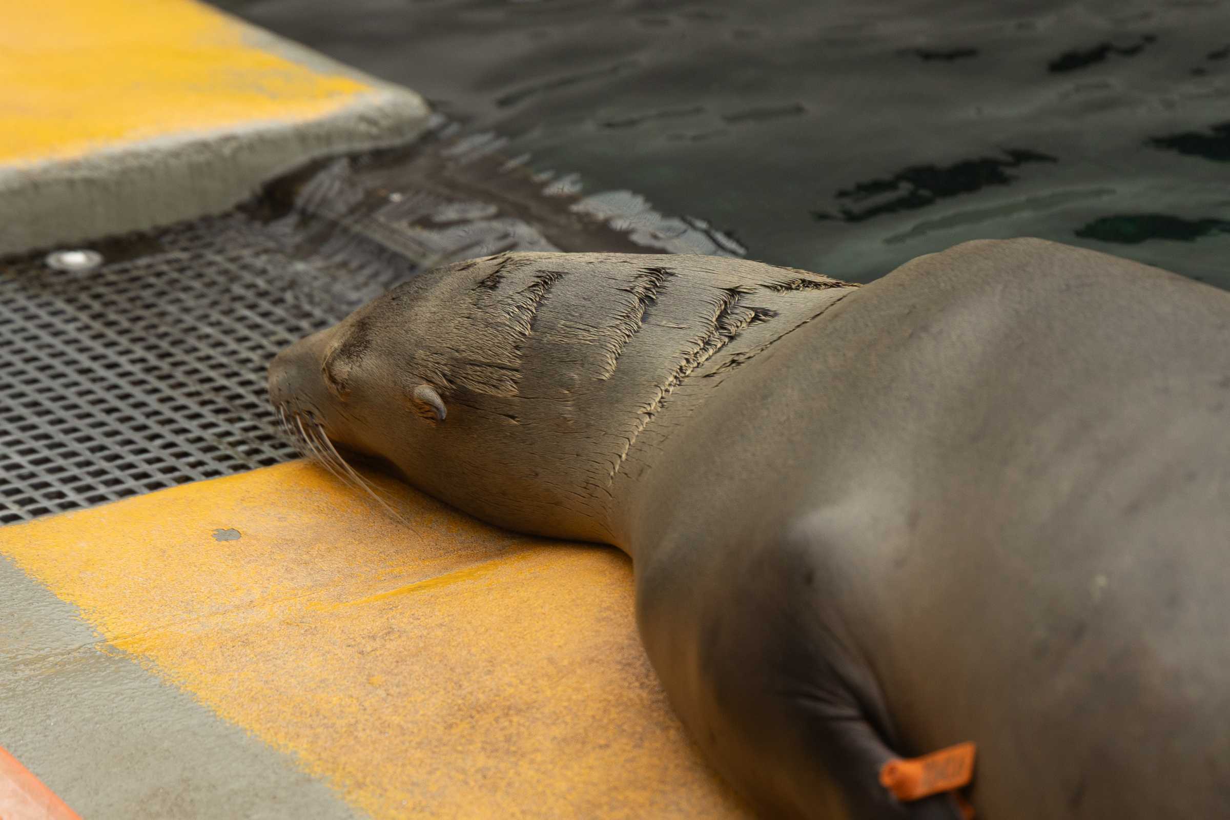 Vigilance | The Marine Mammal Center