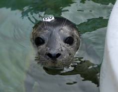 Harbor seal