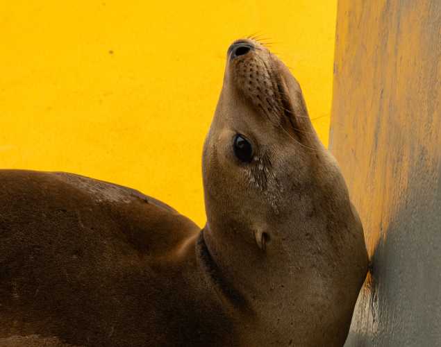 California sea lion Sour