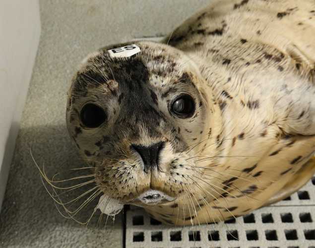 harbor seal Pesto