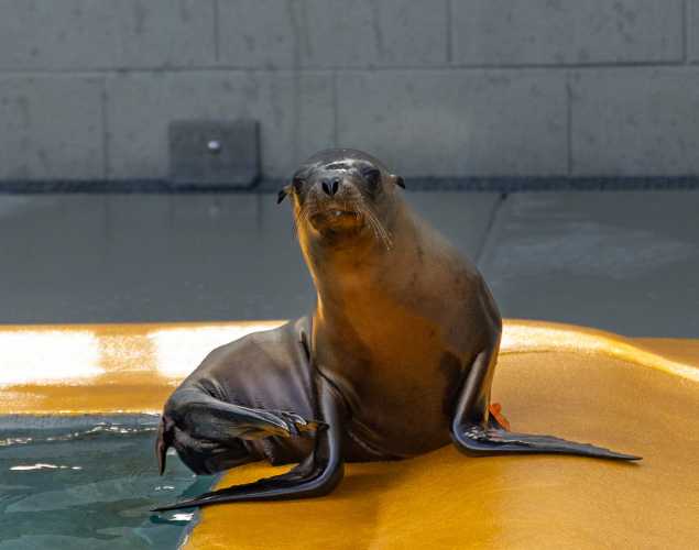 California sea lion