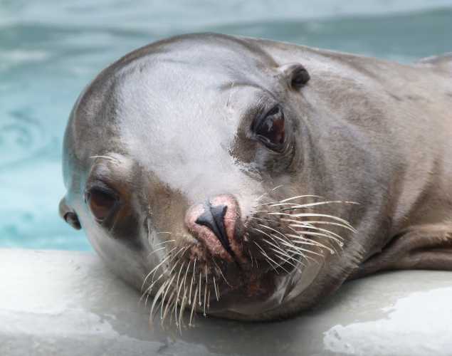 California sea lion Matthias