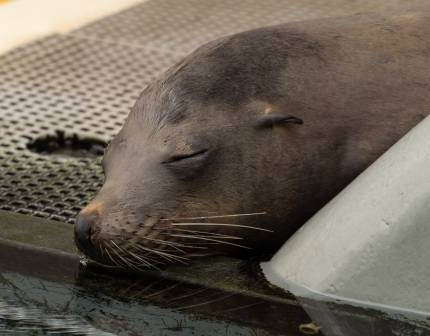 abigail california sea lion