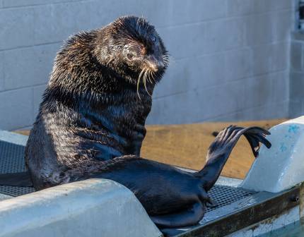 northern fur seal patient Inky