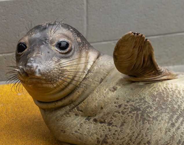 northern elephant seal Macabee