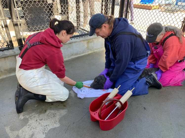 Three trained animal care volunteers tube feed an elephant seal pup.