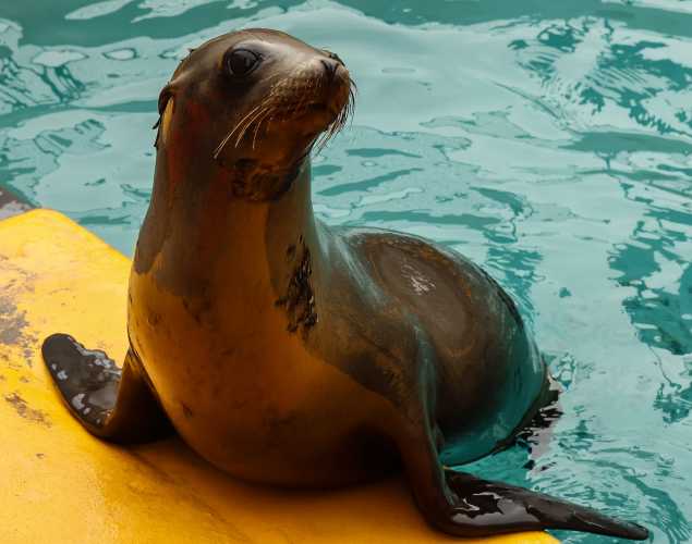 California sea lion Mote