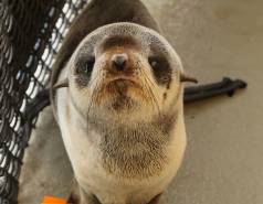 northern fur seal Flappy