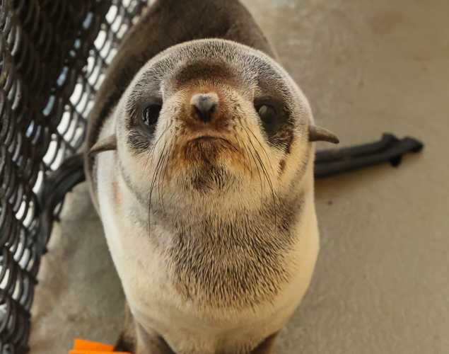 The Marine Mammal Center | Flappy