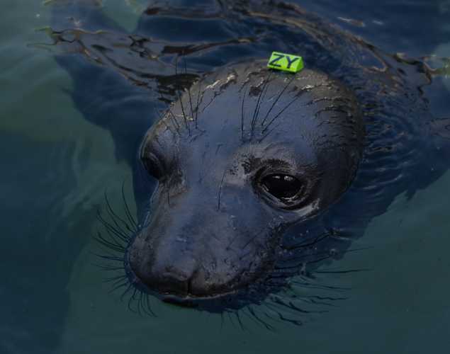 elephant seal