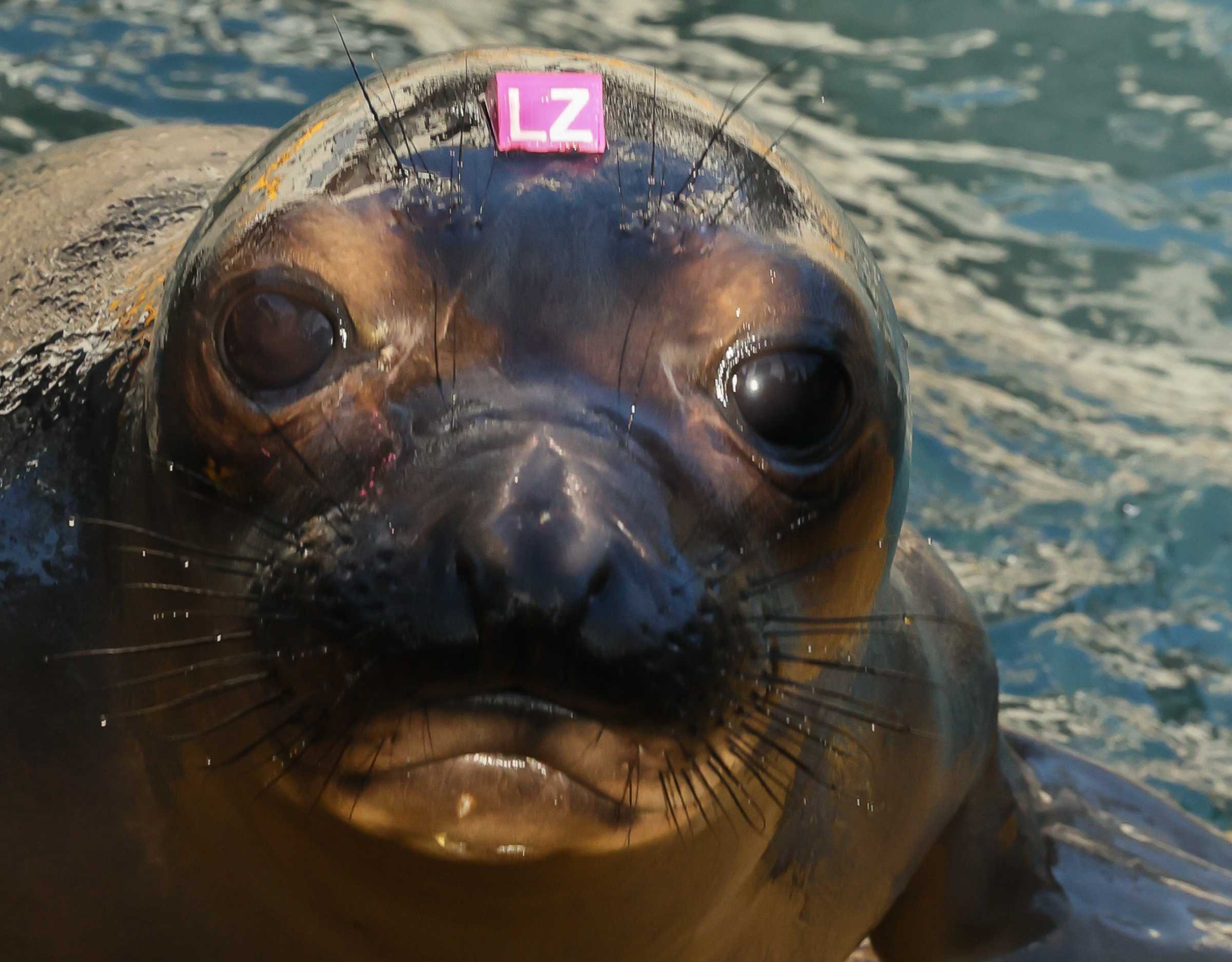 Talli | The Marine Mammal Center