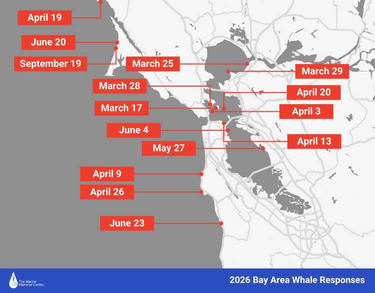 whale stranding map 2026