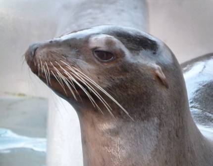 California sea lion Sugarland