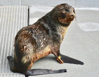 northern fur seal Turgon