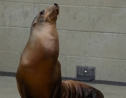 sea lion named spear