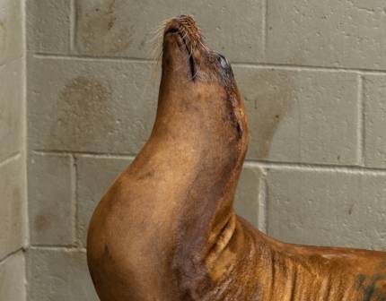 frankie california sea lion